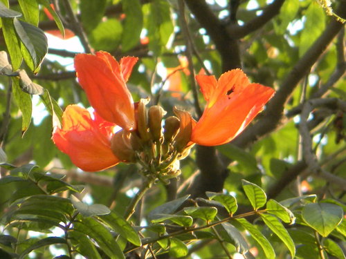 rsz_rsz_1african_tulip.jpg