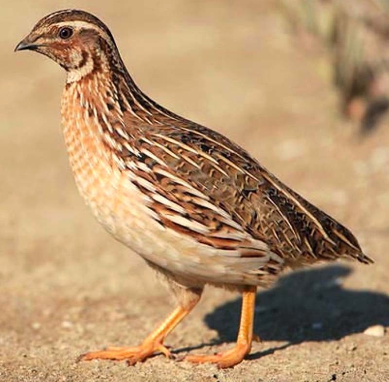 Quail Farming.jpg