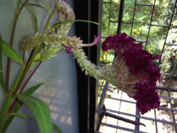IMG_20151205_105628_Documents.jpg