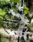 IMG_20160510_085755836 (480x640) (183x230) (175x220) (175x220) (167x210) (159x200) (147x185) (143x180) (139x175) (135x170).jpg