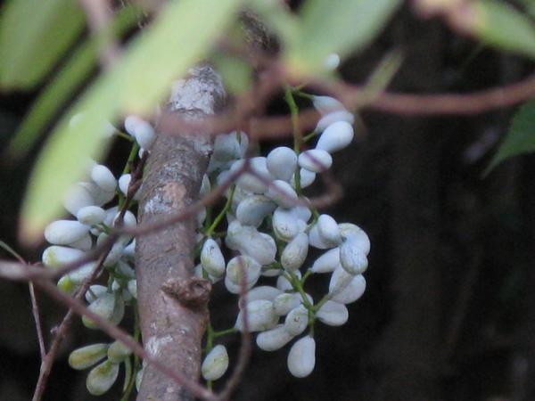 Diplocletia glauscens.jpg