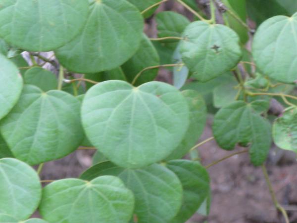 mangrove trip dt 13052012 005.jpg