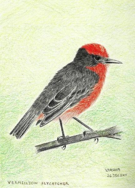 26122011 Vermillion flycatcher_reduced 90k.jpg