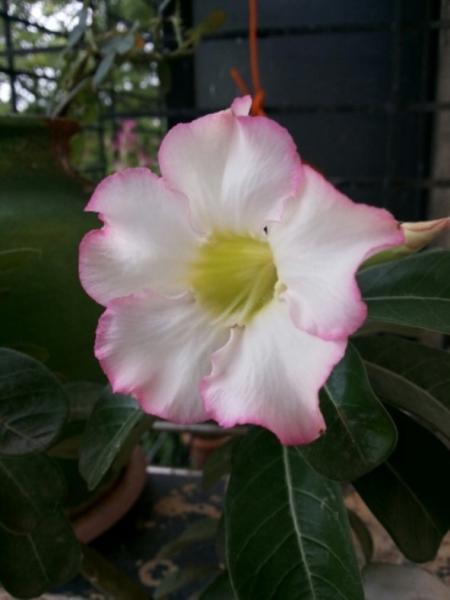 20140805_094353_resized_1.jpg