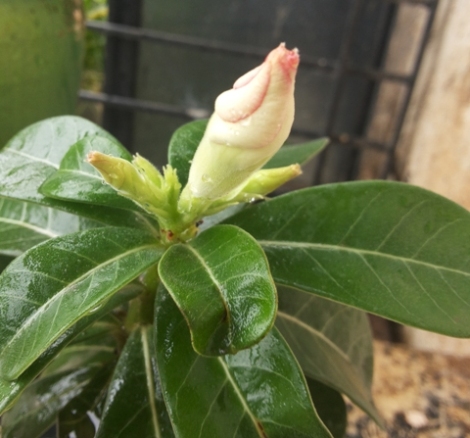 adenium.jpg
