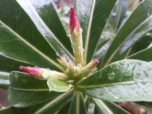 baby adenium.jpg