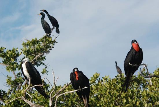 frigate-birds-in-foreground.jpg