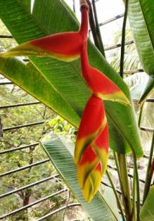 heliconia2_web small.jpg