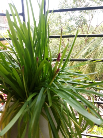 rain lily1.jpg
