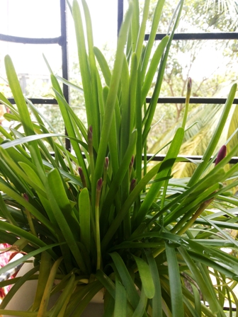 rain lily2.jpg