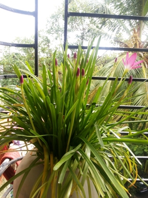 rain lily4_1.jpg