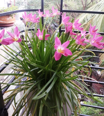 rain lily8.jpg