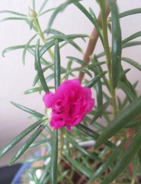 rose_10.jpg