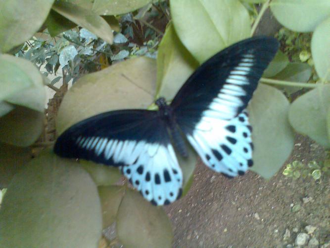 Image018_0.jpg