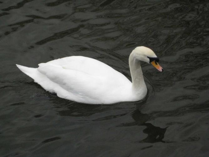 Picture_291.jpg