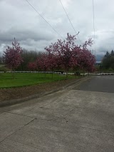 Cherry1.jpg