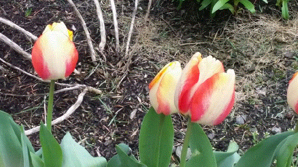 Tulips2.gif