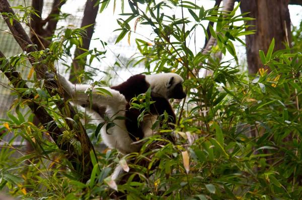 Houston Zoo 2.JPG