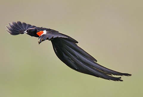 Long-tail-Widow.jpg