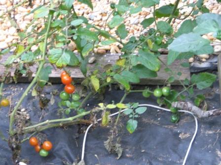 NJ_GTG_tomato.jpg