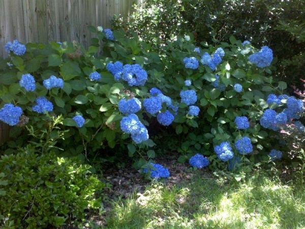 blue_flowers.jpg