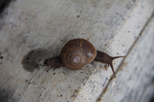 Snail in the shell.JPG