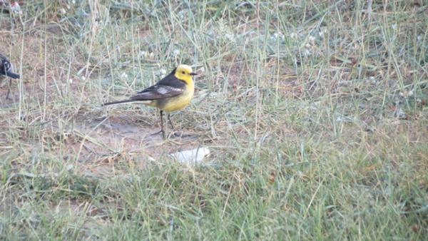 Citrine Wagtail.JPG