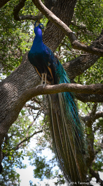 Peacock4.jpg