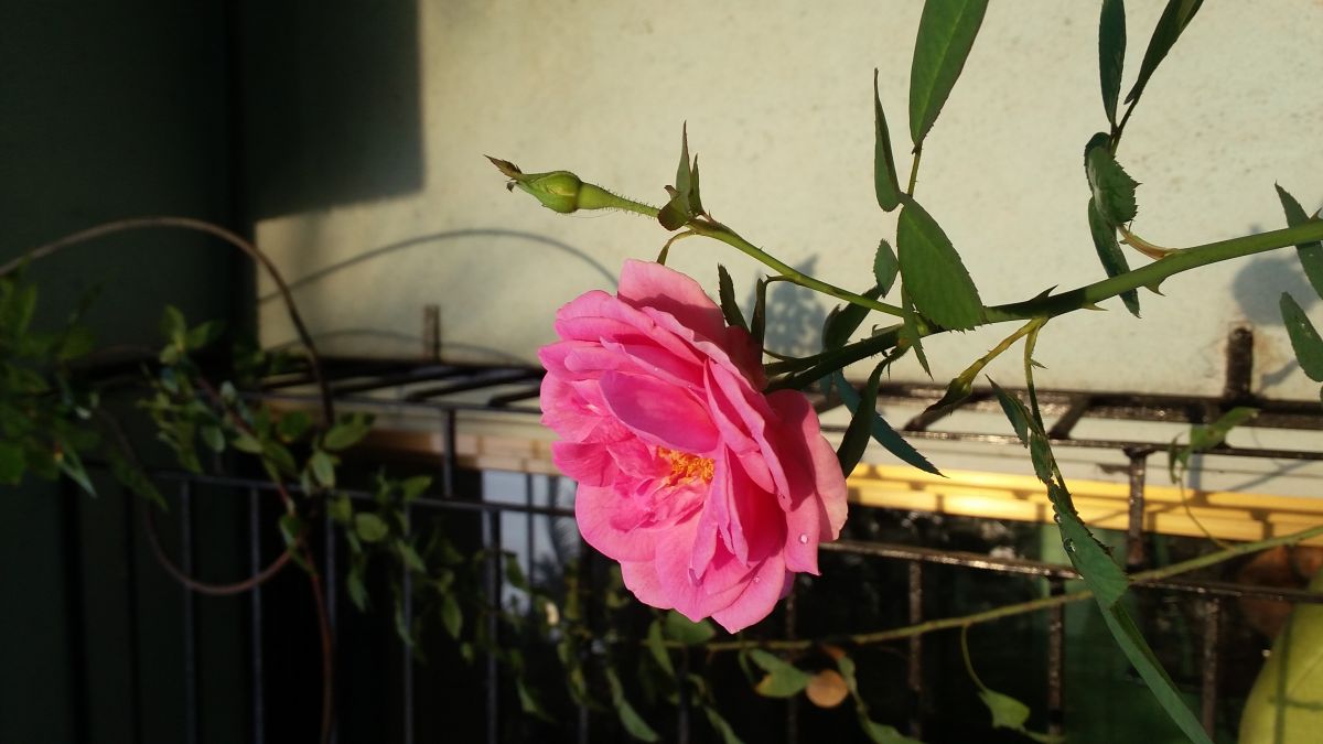 20170901_070512.jpg