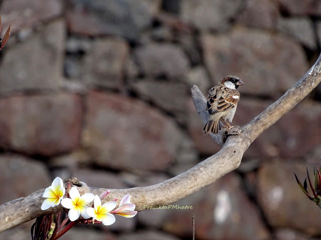 DSC03851_0.JPG