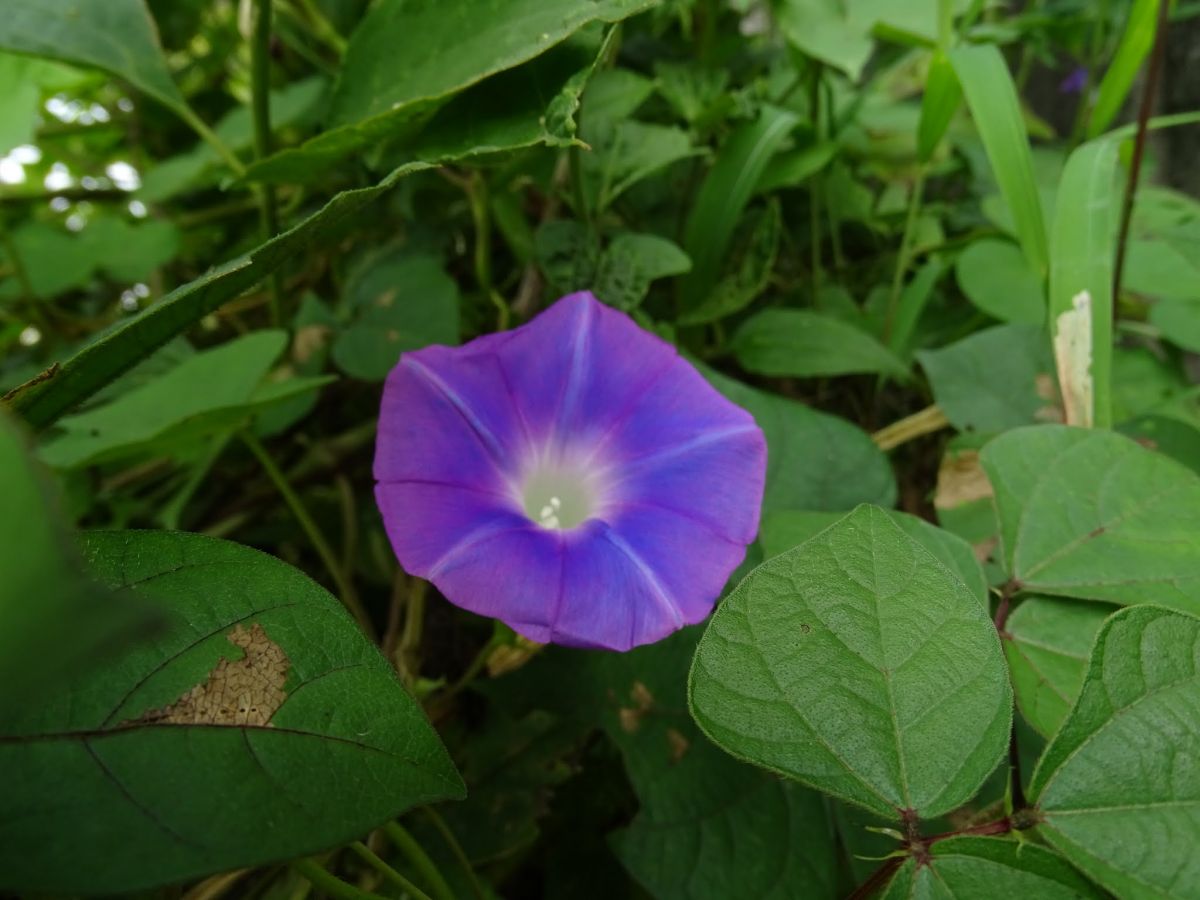 DSC06586.JPG