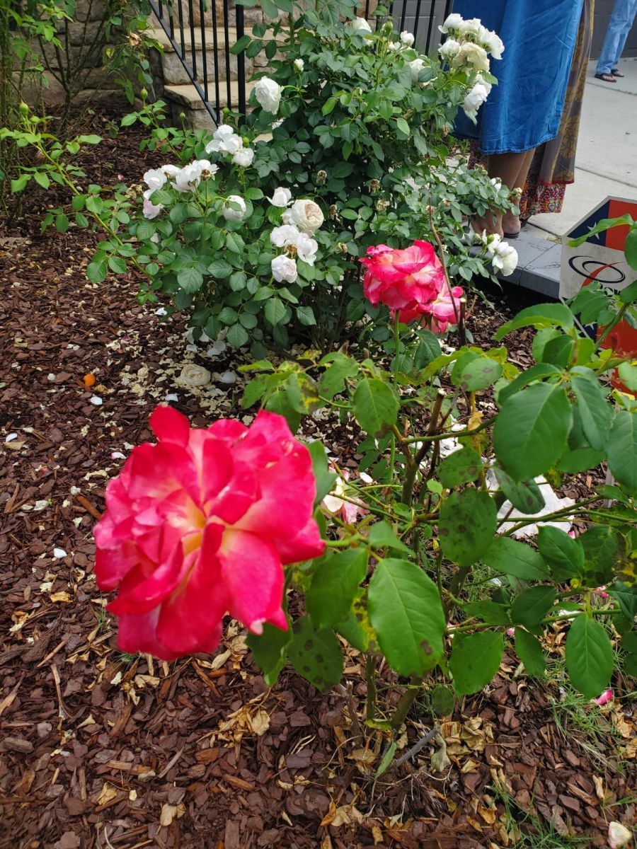 IMG-20250507-WA0001_1.jpg