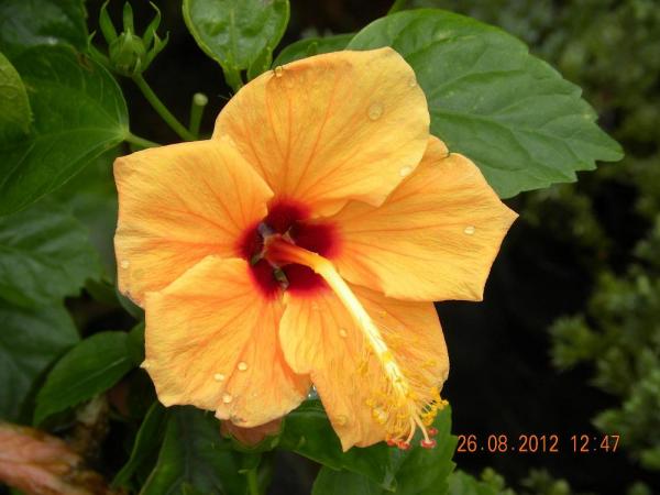 DSCN6807.JPG