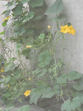DSCN0973.JPG