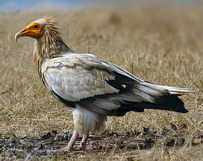 Egyptian_vulture.jpg