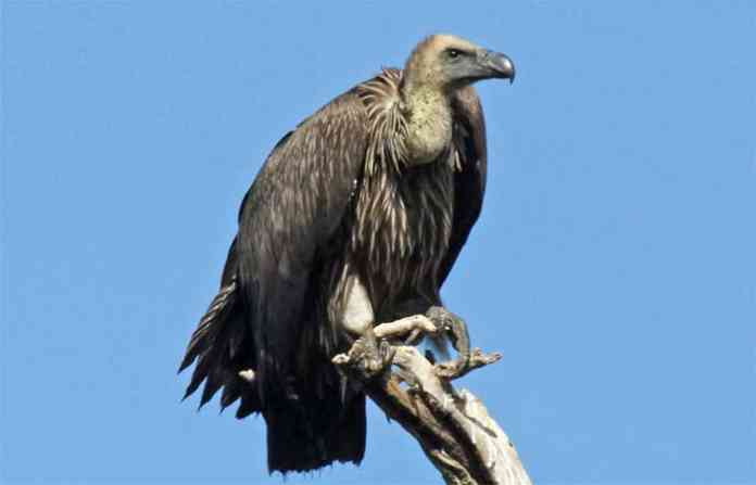 vulture-696x447.jpg
