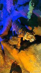 6fc17768509c441eb8effa6fad36e974.gif