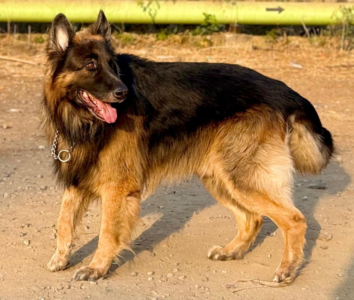 WhatsApp Image 2025-03-24 at 8.00.53 AM (1).jpeg