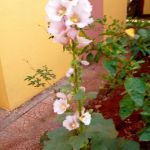 IMG_20180504_125921_0.jpg