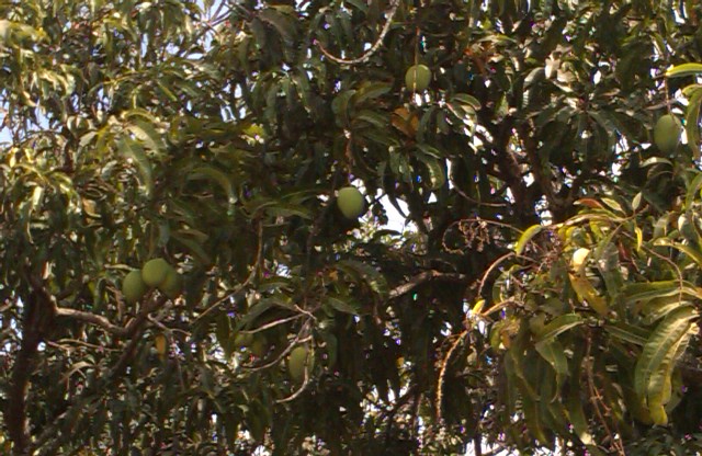 IMAG0118.jpg