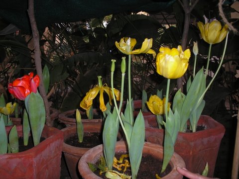 Tulips.JPG