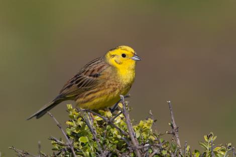 470612Perched Yellowhammer-0093_0.jpg