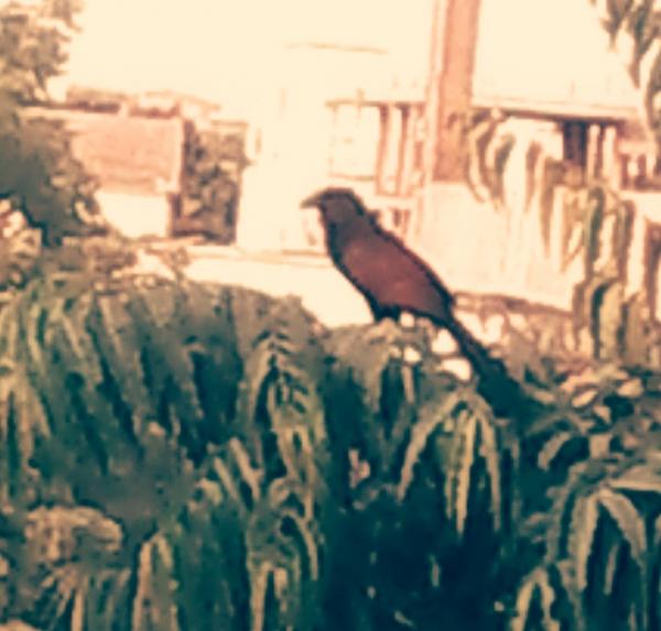 IMG_20150511_223014.JPG