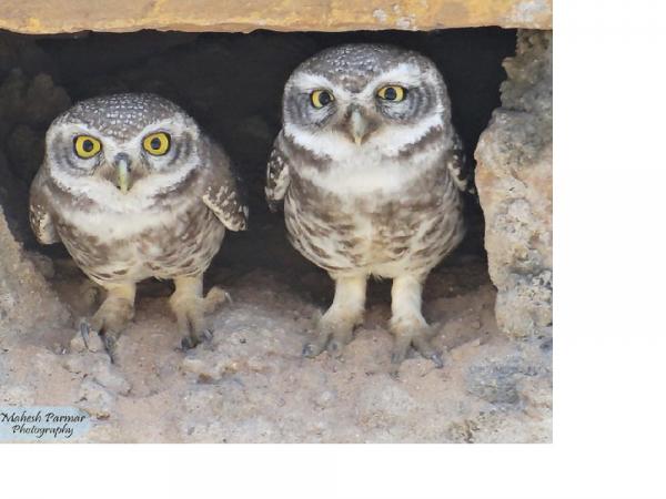 OWLETS1.JPG