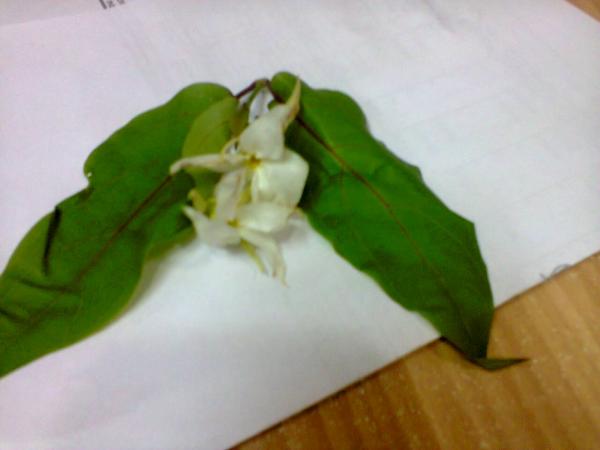 PANDHARE PHOOL.jpg