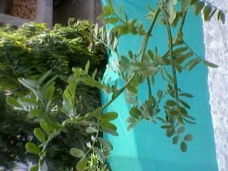 Photo3628.jpg