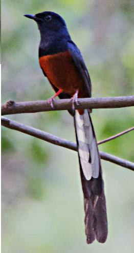 White-rumped Shama.JPG