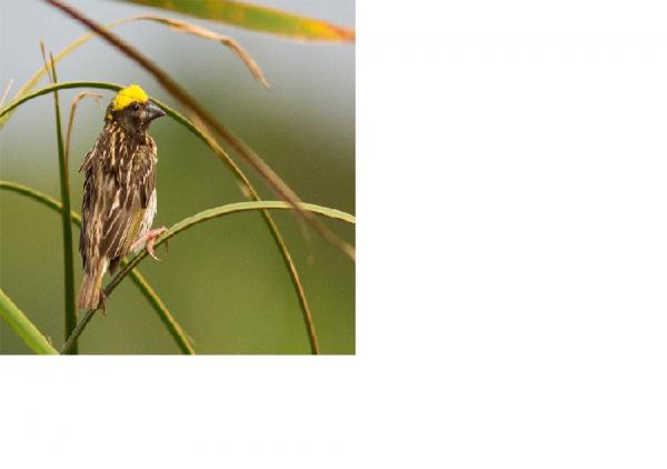 baya weaver 1.JPG