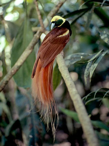 bird of paradise.jpg