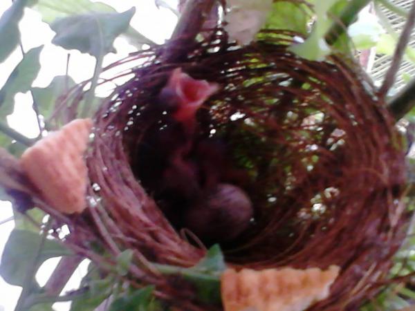bulbul nest 1.jpg